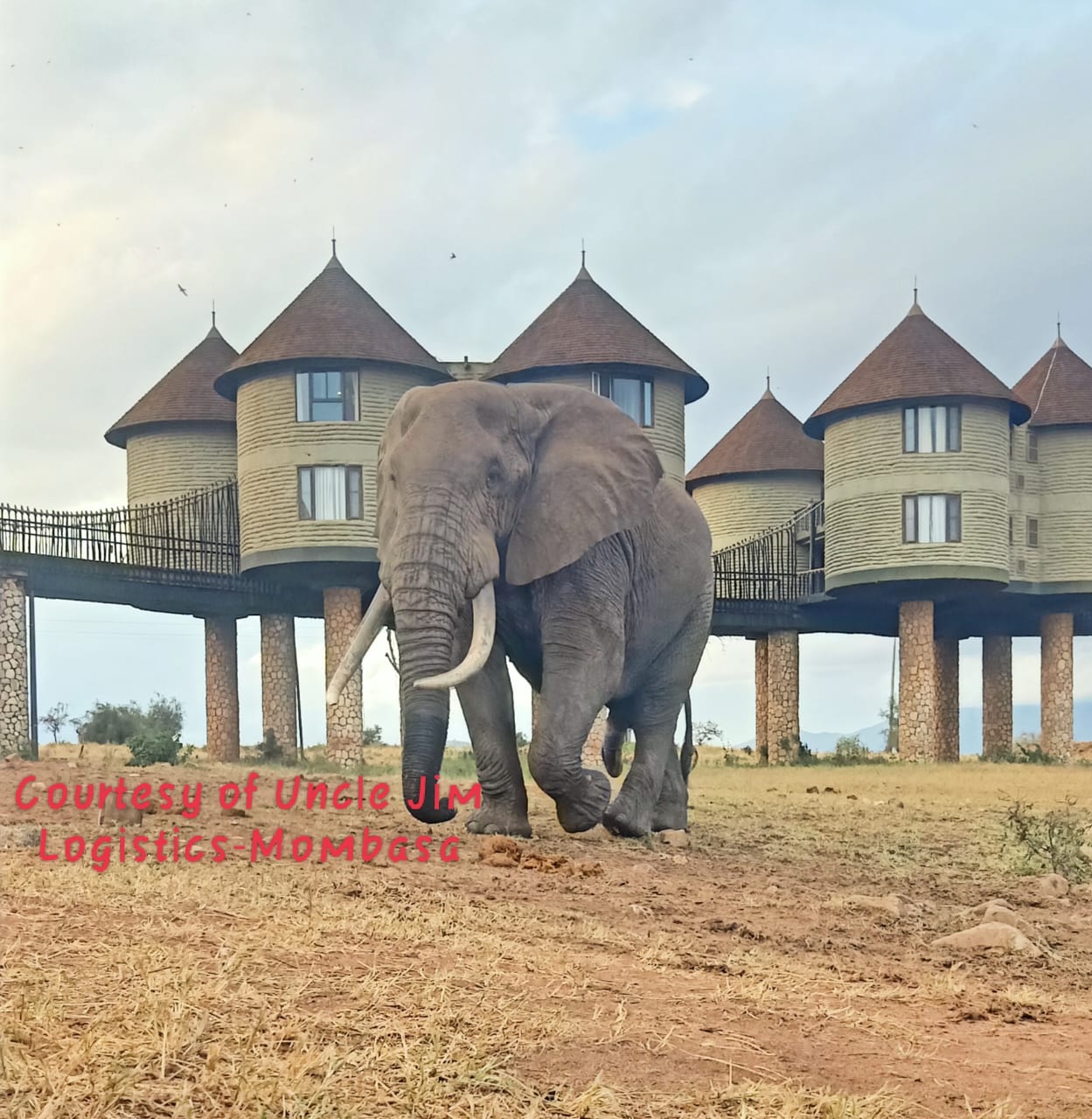 Elephants at Tsavo National Park